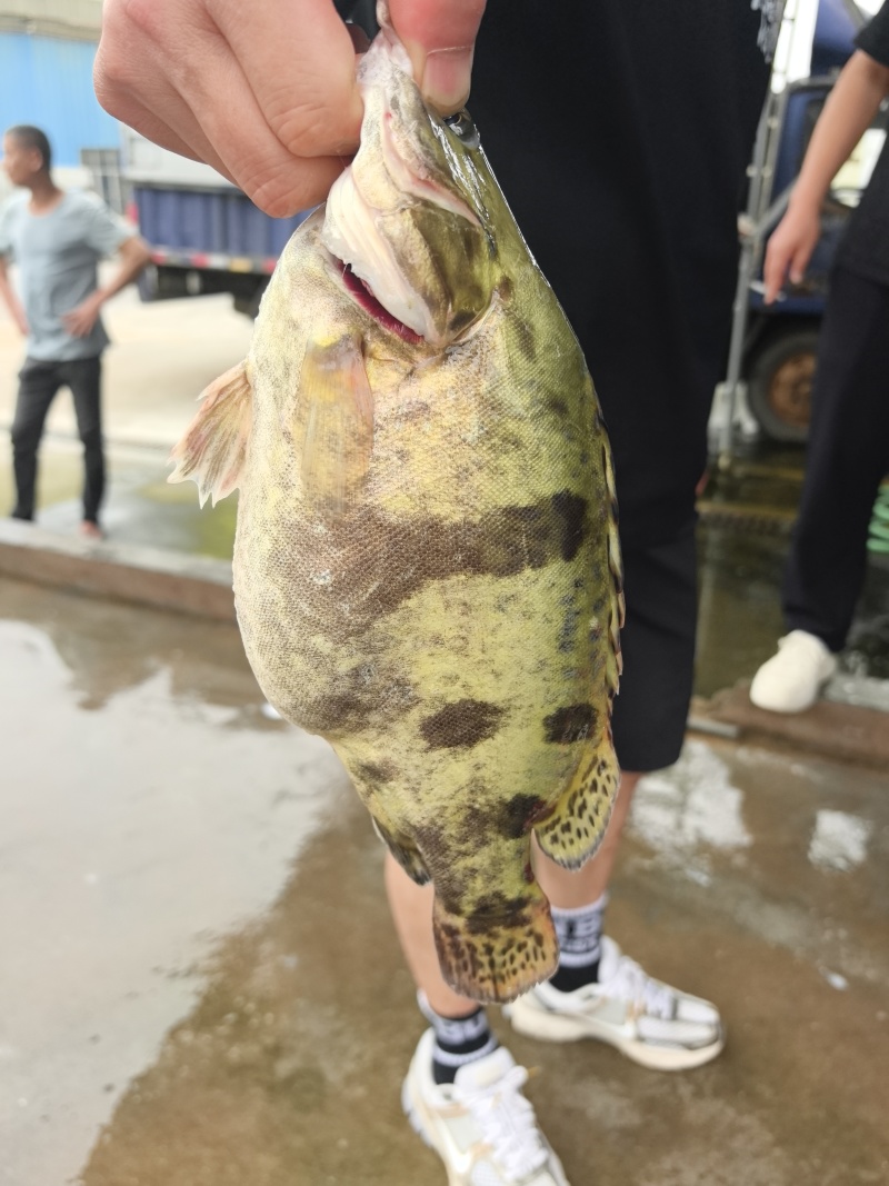 鲜鳜鱼，加工臭鳜鱼三去鳜鱼