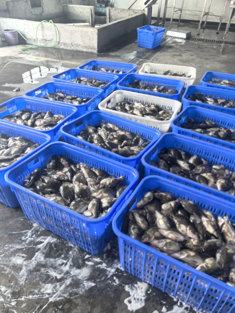 鲜鳜鱼，加工臭鳜鱼三去鳜鱼