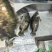 鲜鳜鱼，加工臭鳜鱼三去鳜鱼