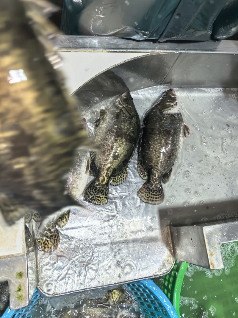 鲜鳜鱼，加工臭鳜鱼三去鳜鱼