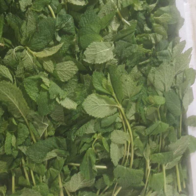 薄荷叶，又名留兰香。薄荷味道清凉可对接刺身日料店欢迎联系