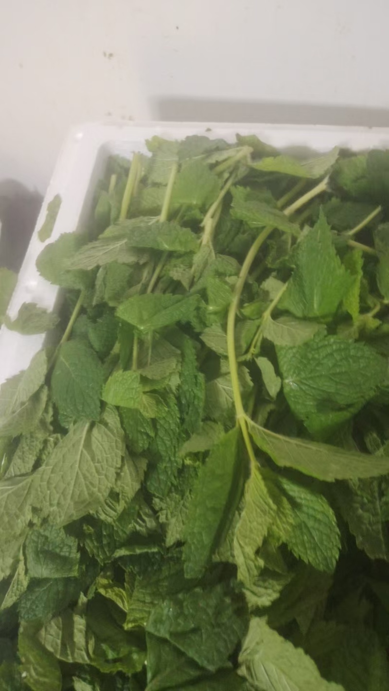 薄荷叶，又名留兰香。薄荷味道清凉可对接刺身日料店欢迎联系