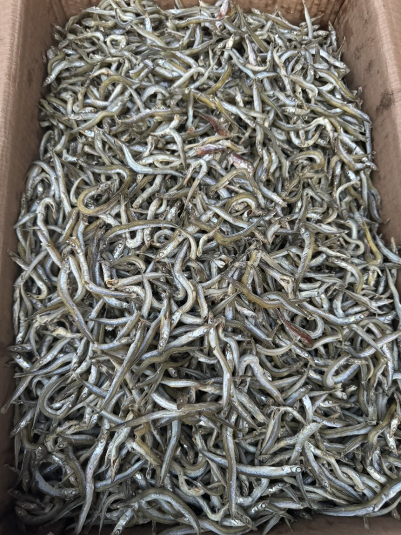 精品小条银针鱼