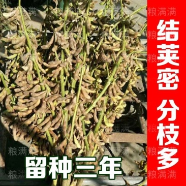 黄豆种子**千斤豆黄豆种子早农家自种大豆种籽特大高产早熟