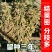 黄豆种子**千斤豆黄豆种子早农家自种大豆种籽特大高产早熟