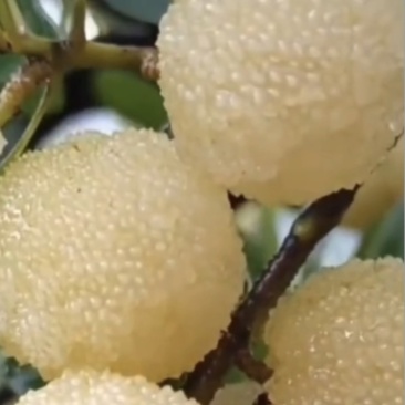 水晶杨梅