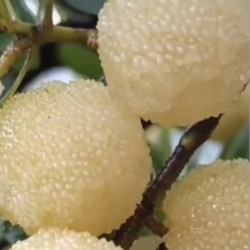 水晶杨梅