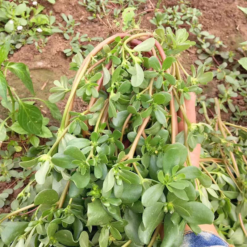 野生马齿苋上市，质优量足，欢迎选购