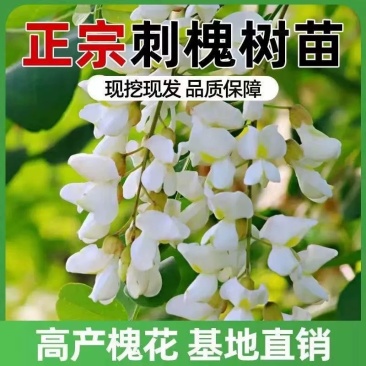刺槐树规格齐全基地直发提供发票
