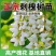刺槐树规格齐全基地直发提供发票