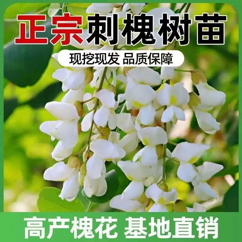刺槐树规格齐全基地直发提供发票