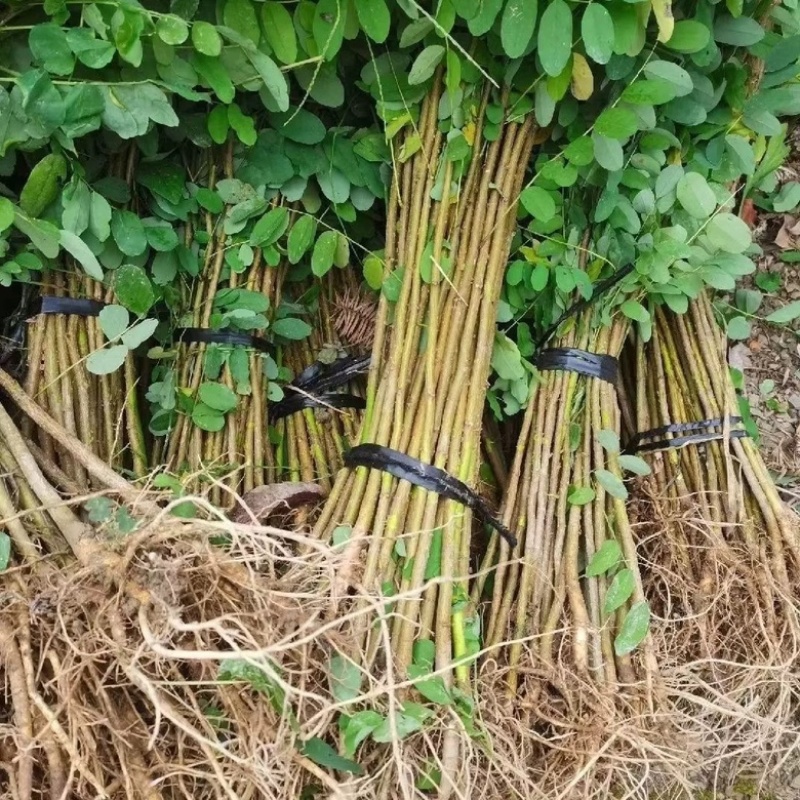 刺槐树规格齐全基地直发提供发票