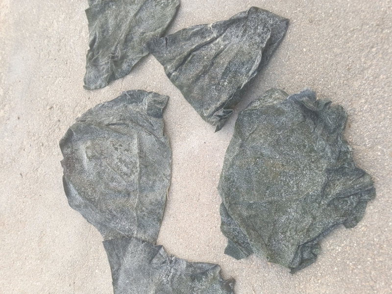 半干盐渍海带头有瑕疵山东发货，厂家处理