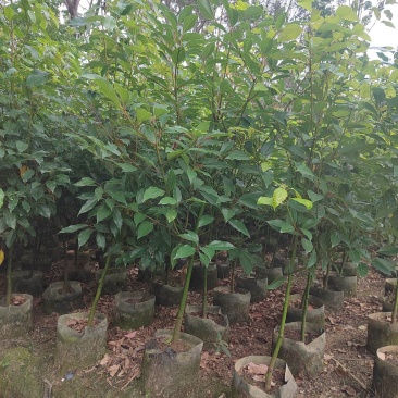 香樟树苗布袋樟树驱蚊驱虫小叶香樟木树名贵苗木庭院绿化风景