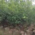 香樟树苗布袋樟树驱蚊驱虫小叶香樟木树名贵苗木庭院绿化风景