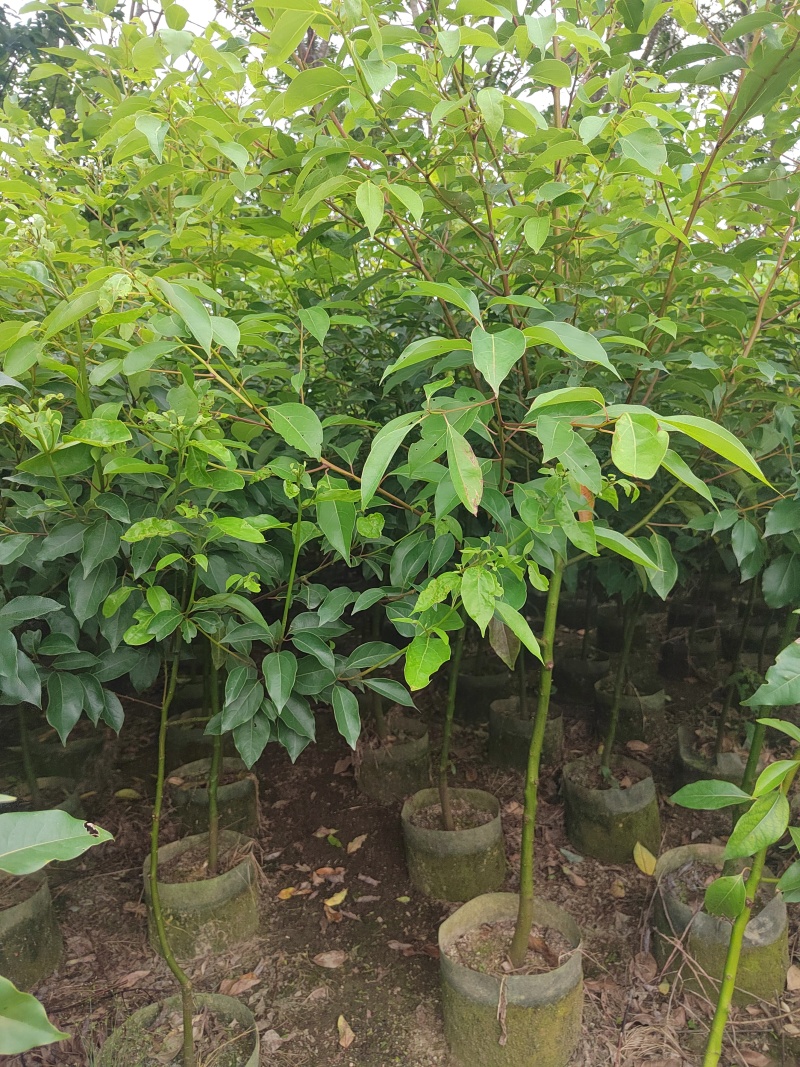 香樟树苗布袋樟树驱蚊驱虫小叶香樟木树名贵苗木庭院绿化风景