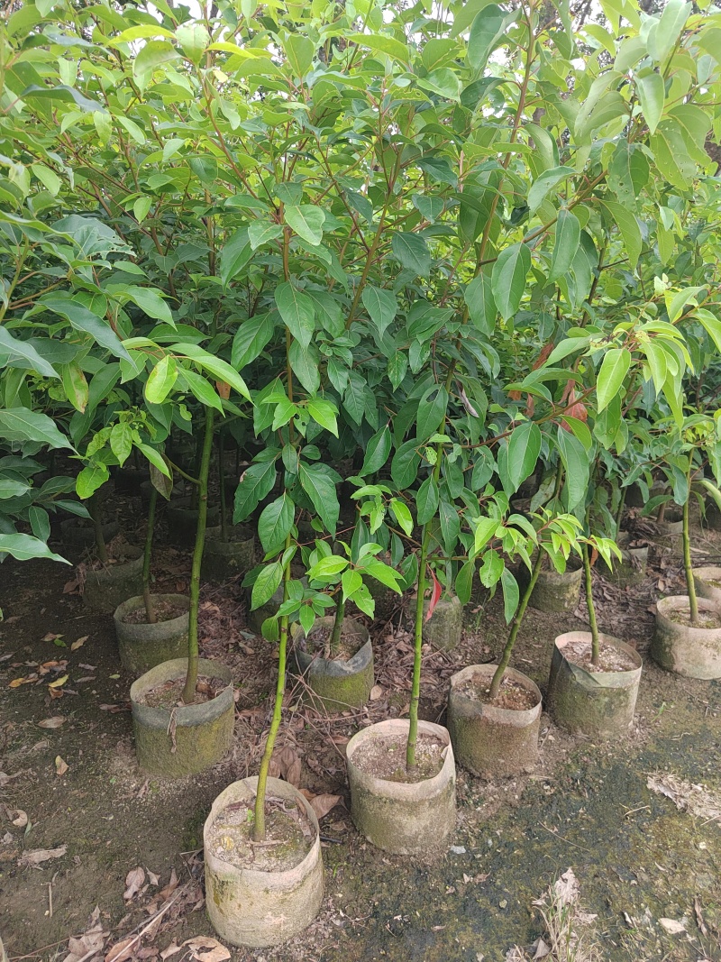 香樟树苗布袋樟树驱蚊驱虫小叶香樟木树名贵苗木庭院绿化风景