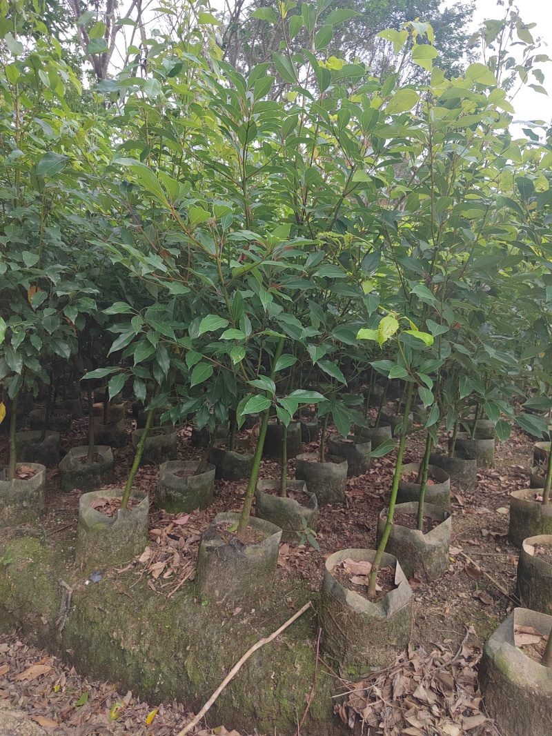 香樟树苗布袋樟树驱蚊驱虫小叶香樟木树名贵苗木庭院绿化风景