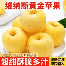 【电商批量代发】烟台维纳斯黄金苹果香甜多汁产地实力供应链
