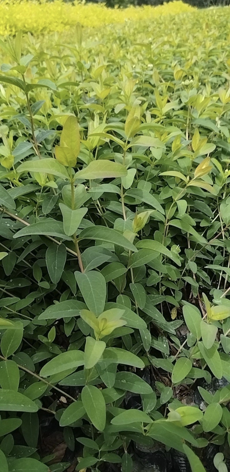 金丝桃苗，基地常年批发，各种规格，大量出售