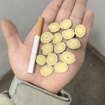 甘肃岷县黄芪圆片品质无忧。放心下单。所见即所得