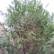 丛林式丛生石榴树