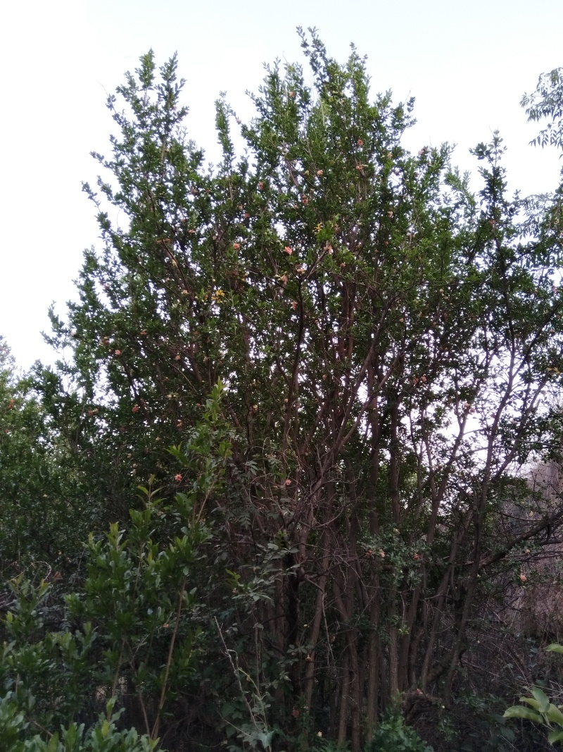 丛林式丛生石榴树