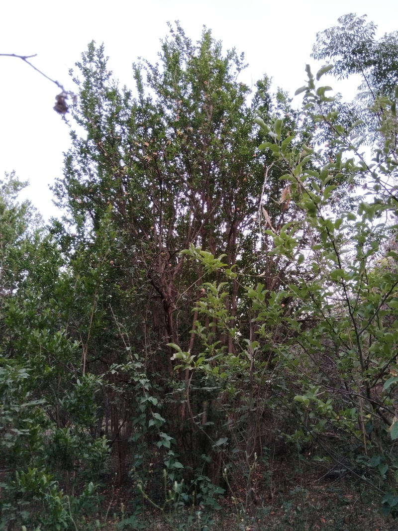丛林式丛生石榴树