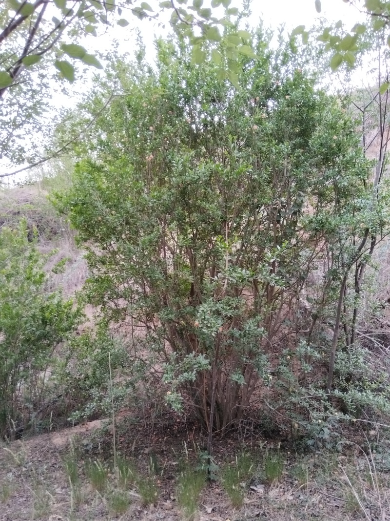 丛林式丛生石榴树