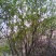 丛林式丛生石榴树