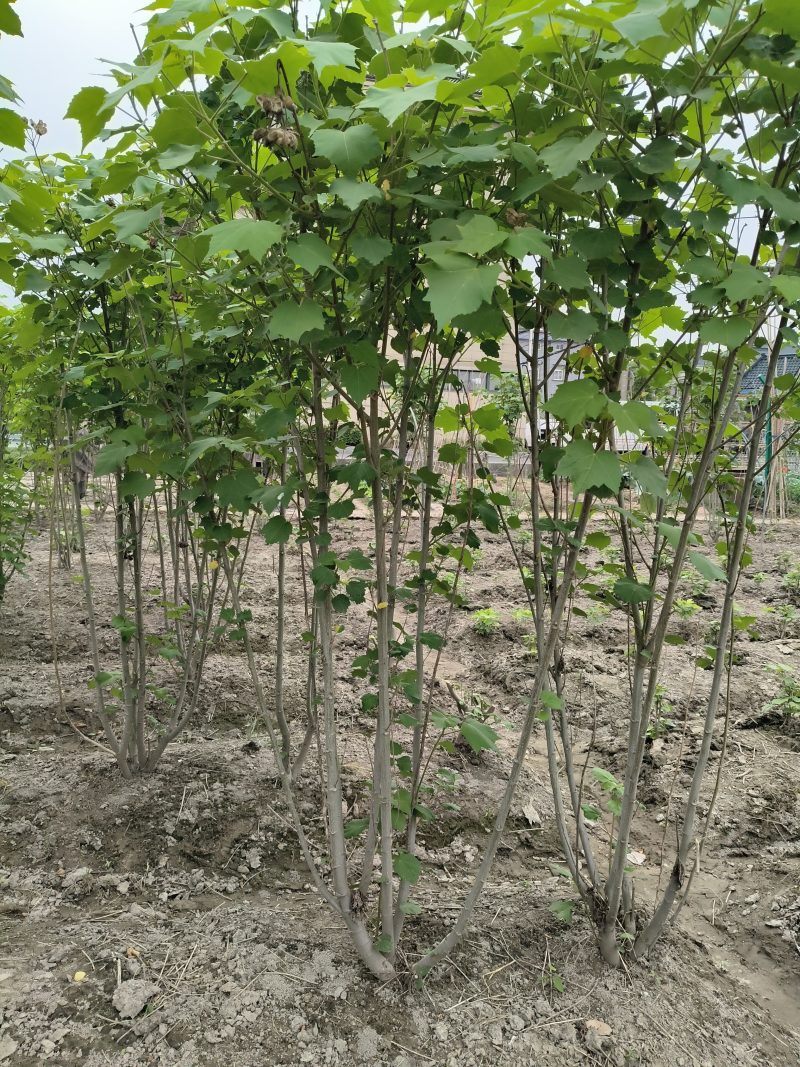 木芙蓉5一6叉，7一8叉基地有量欢迎来一亩田订购。