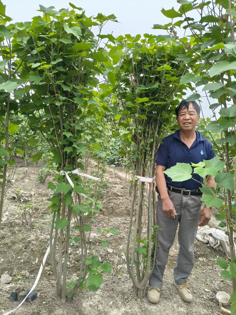 木芙蓉5一6叉，7一8叉基地有量欢迎来一亩田订购。