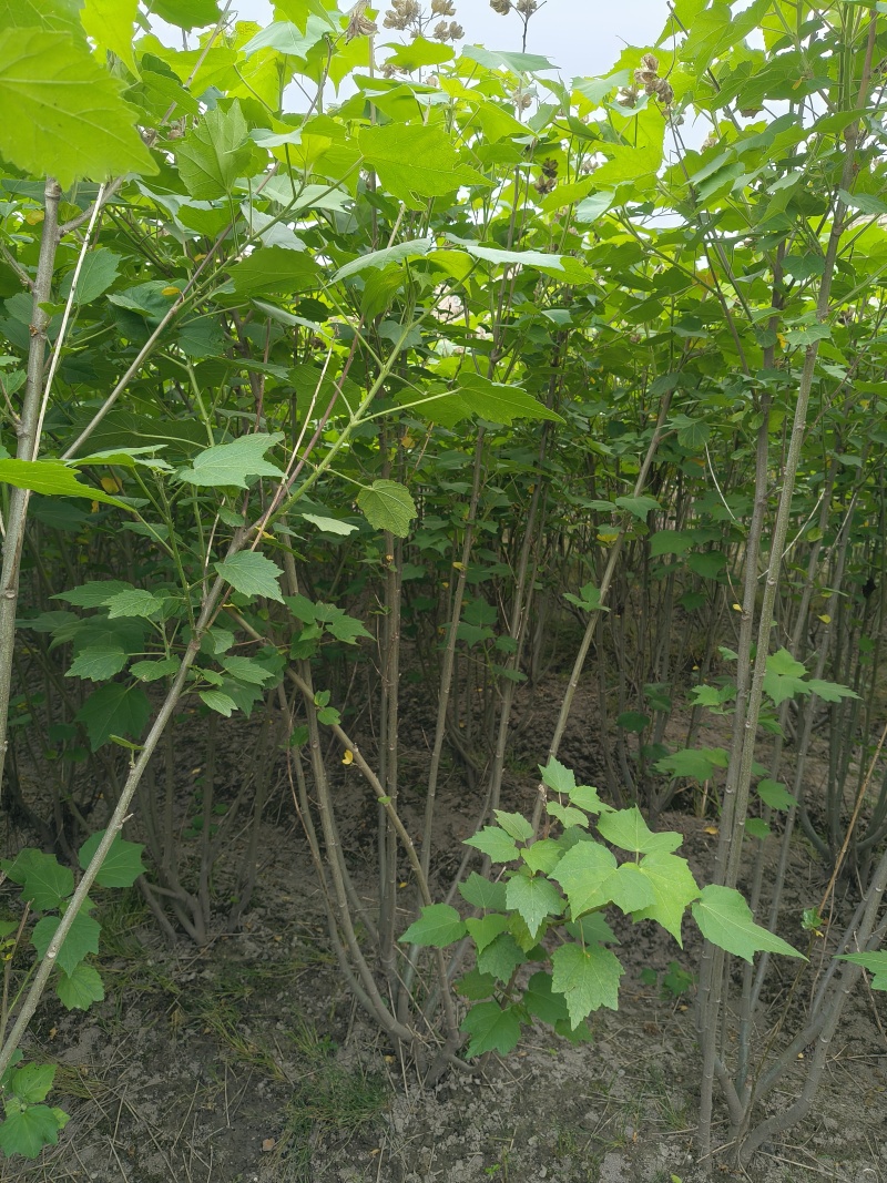 木芙蓉5一6叉，7一8叉基地有量欢迎来一亩田订购。