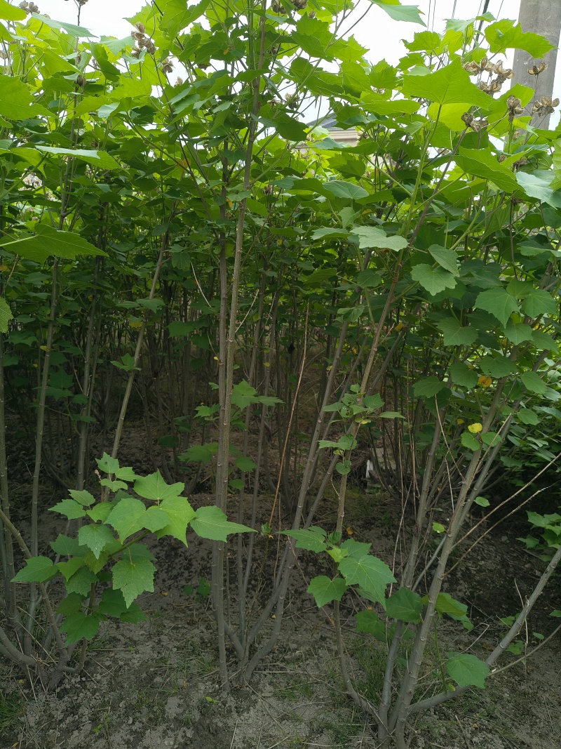木芙蓉5一6叉，7一8叉基地有量欢迎来一亩田订购。