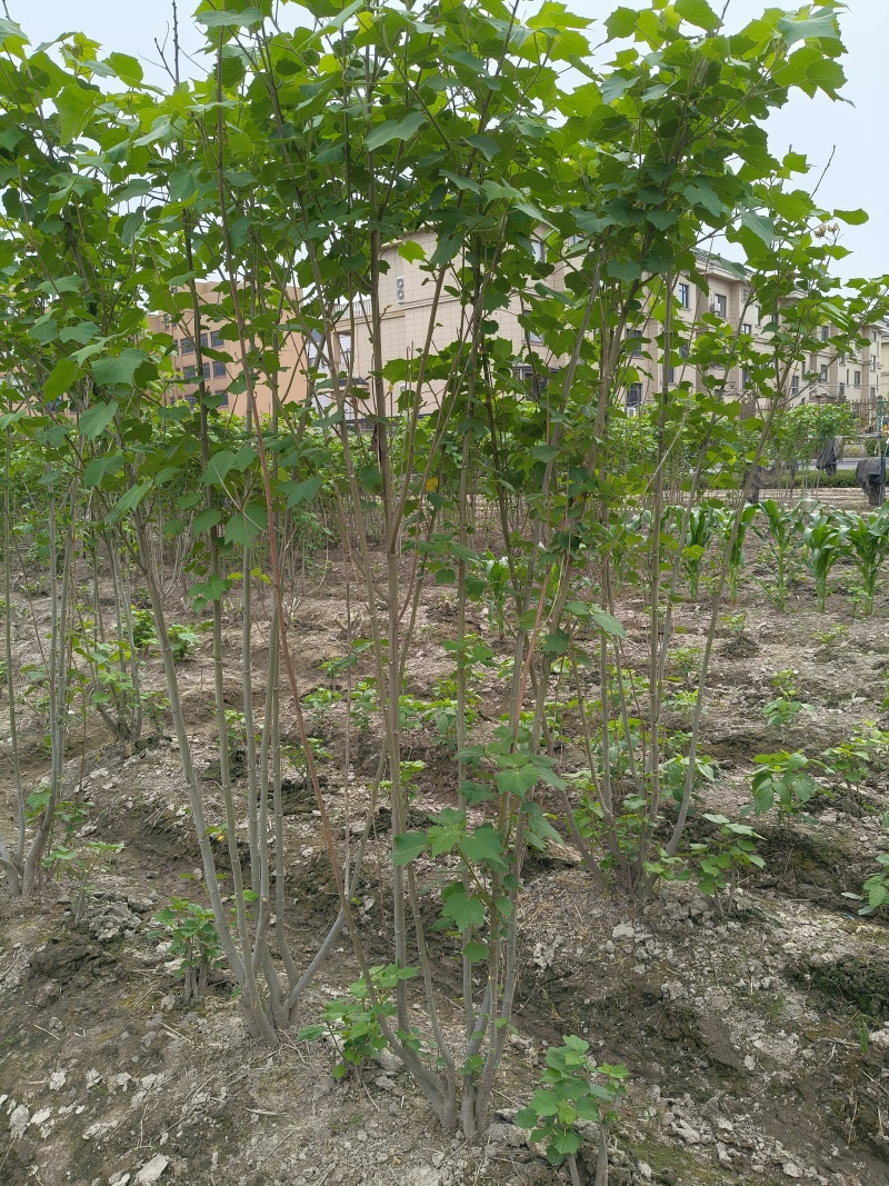 木芙蓉5一6叉，7一8叉基地有量欢迎来一亩田订购。