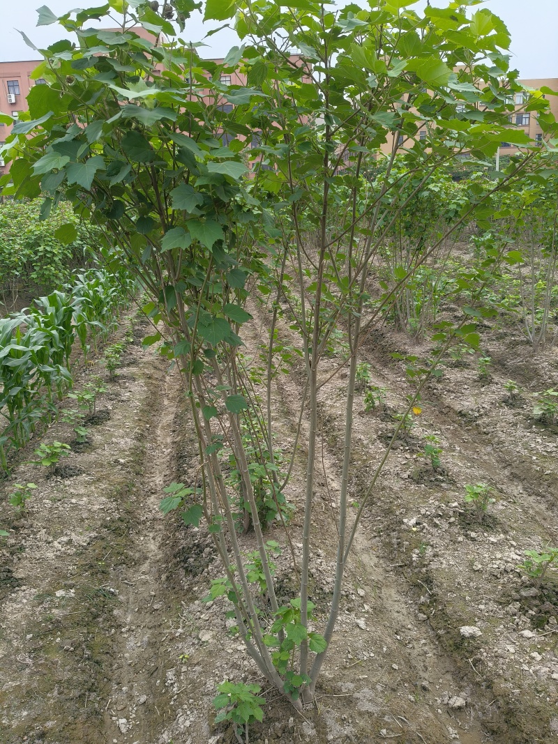 木芙蓉5一6叉，7一8叉基地有量欢迎来一亩田订购。