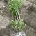 木芙蓉5一6叉，7一8叉基地有量欢迎来一亩田订购。