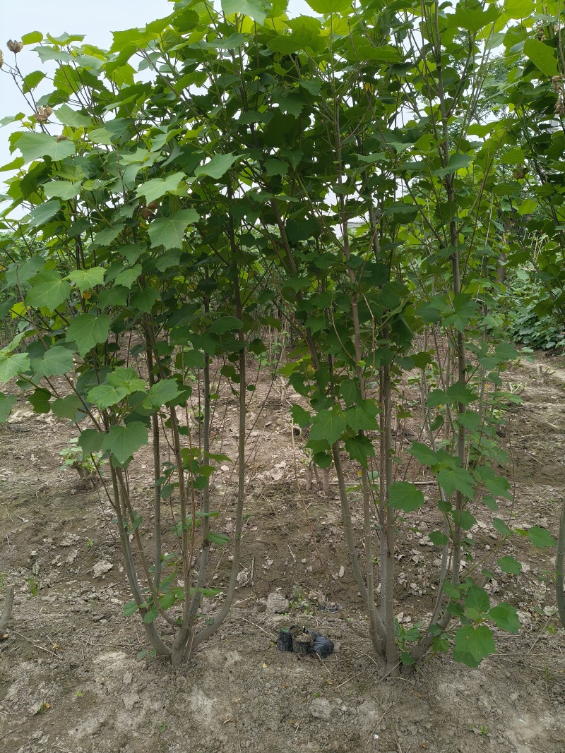 木芙蓉5一6叉，7一8叉基地有量欢迎来一亩田订购。