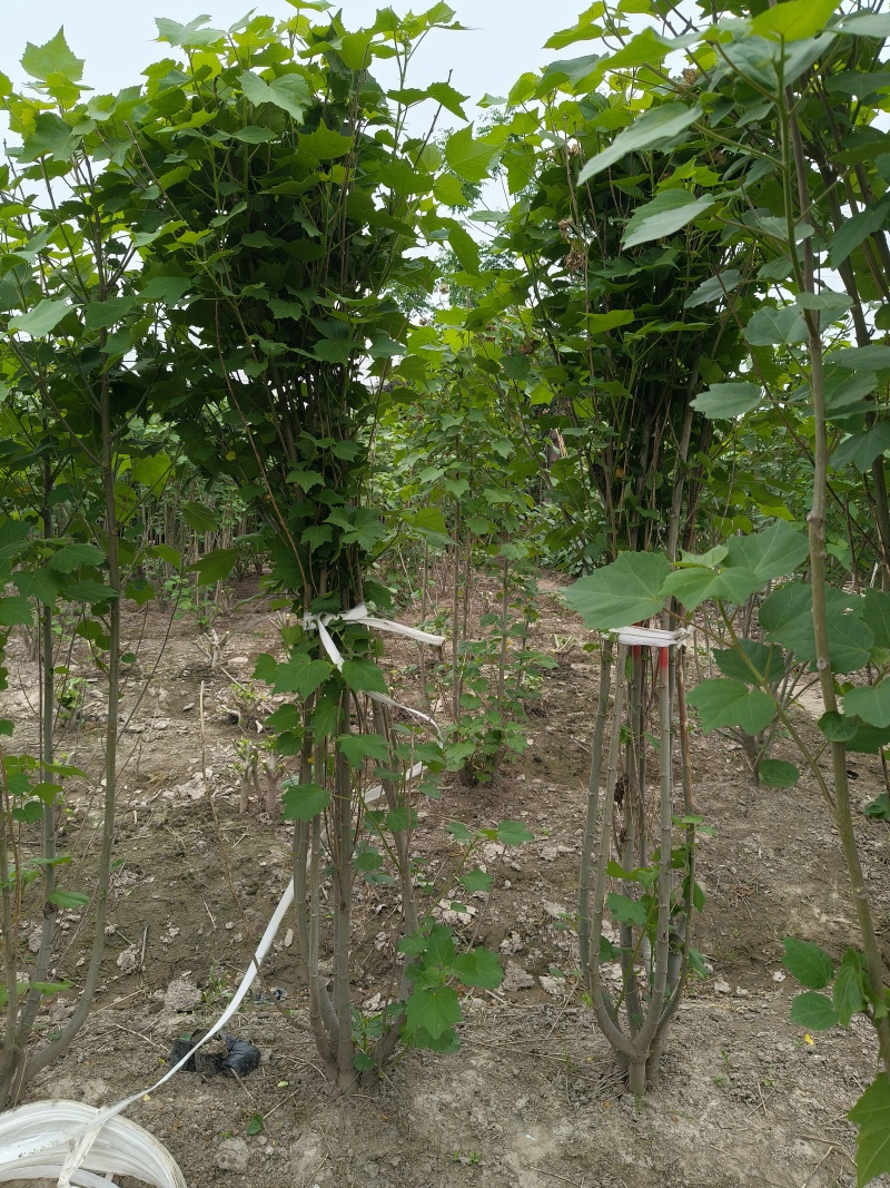 木芙蓉5一6叉，7一8叉基地有量欢迎来一亩田订购。