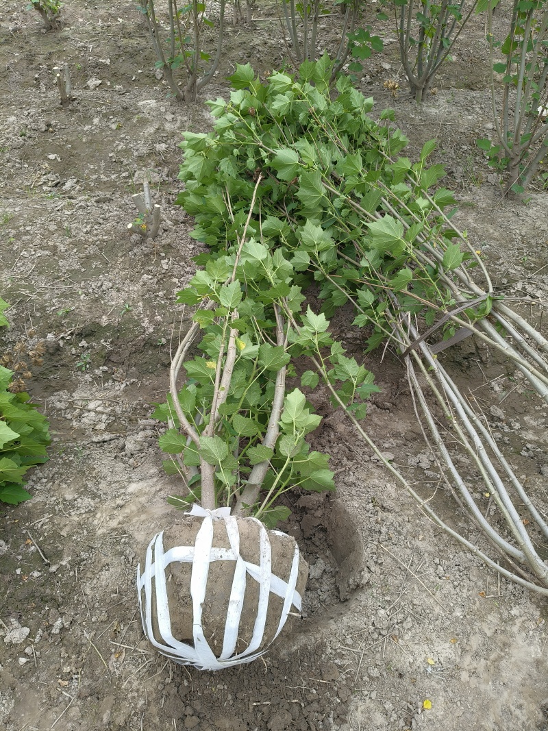 木芙蓉5一6叉，7一8叉基地有量欢迎来一亩田订购。