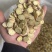 甘肃岷县黄芪圆片品质无忧。放心下单。所见即所得