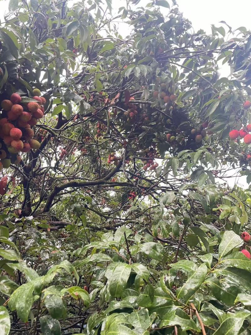 广西三月红荔枝大量现货产地直发