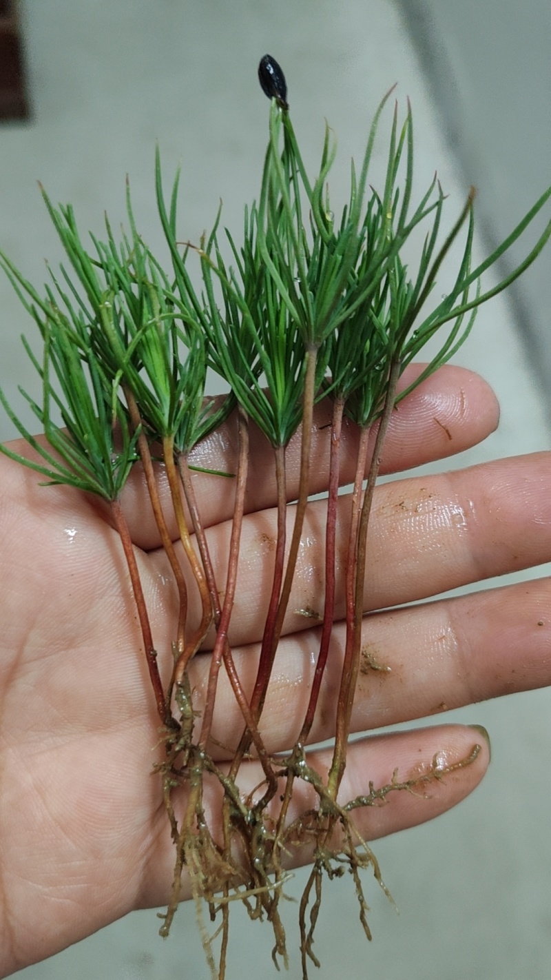 湿地松芽苗