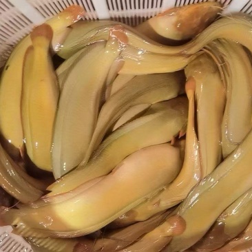 塘角鱼苗本地塘角鱼苗三黄塘角鱼苗