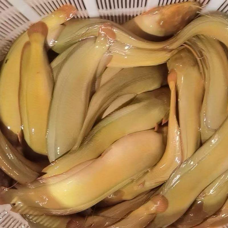 塘角鱼苗本地塘角鱼苗三黄塘角鱼苗