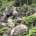 毛石景观石自然石大石头园林绿化工程造景