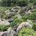 毛石景观石自然石大石头园林绿化工程造景