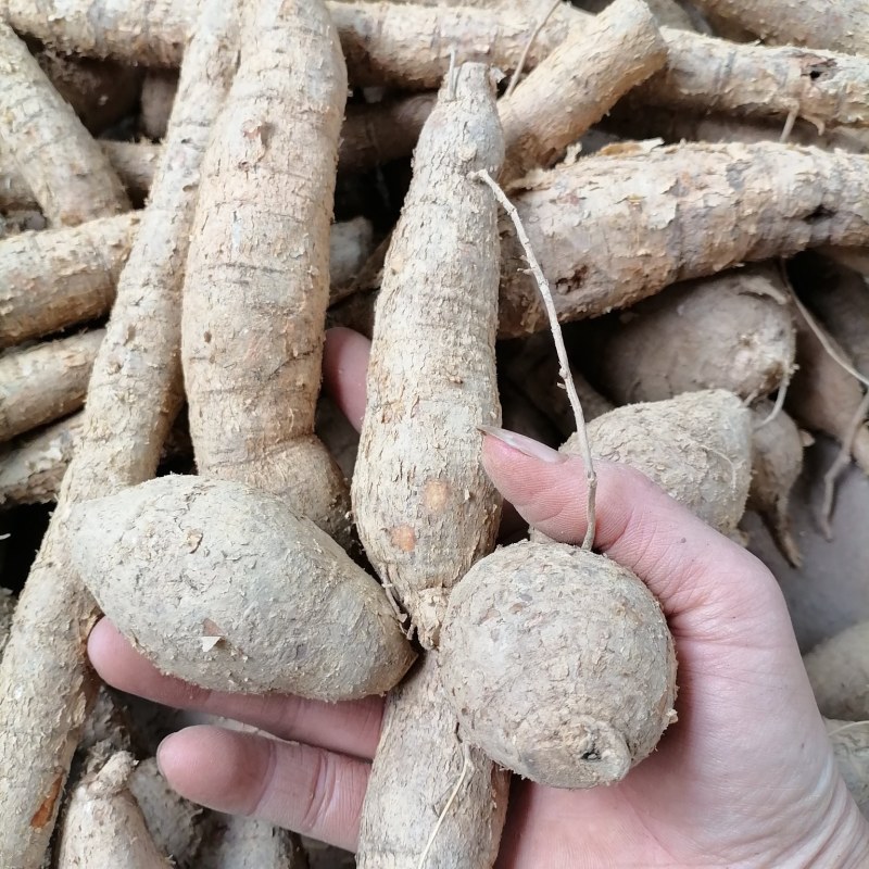 【优选】野生牛大力黄牛大力新鲜货量大价优欢迎咨询