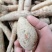【优选】野生牛大力黄牛大力新鲜货量大价优欢迎咨询