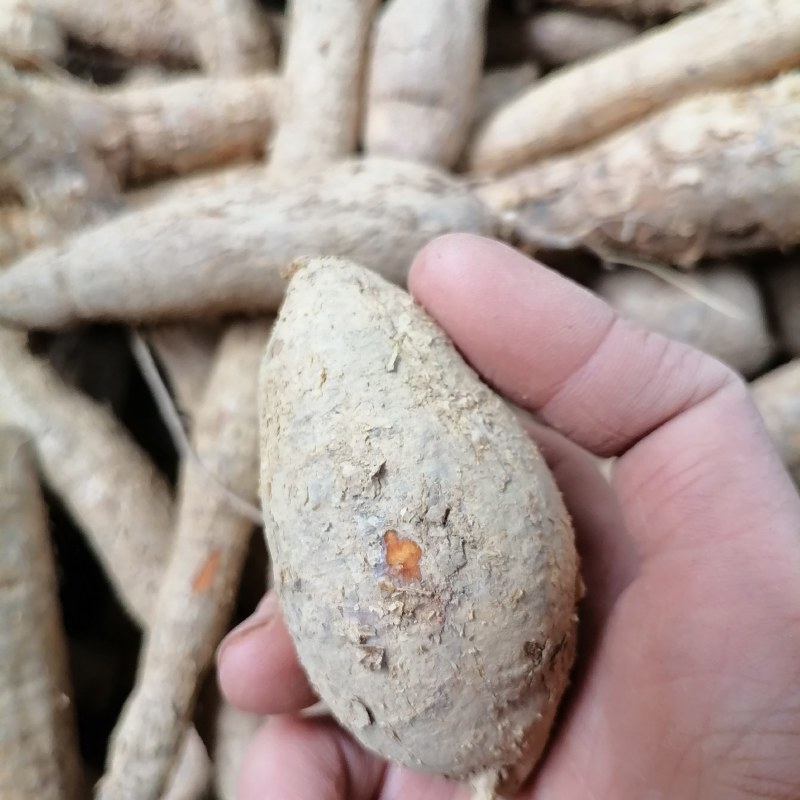 【优选】野生牛大力黄牛大力新鲜货量大价优欢迎咨询